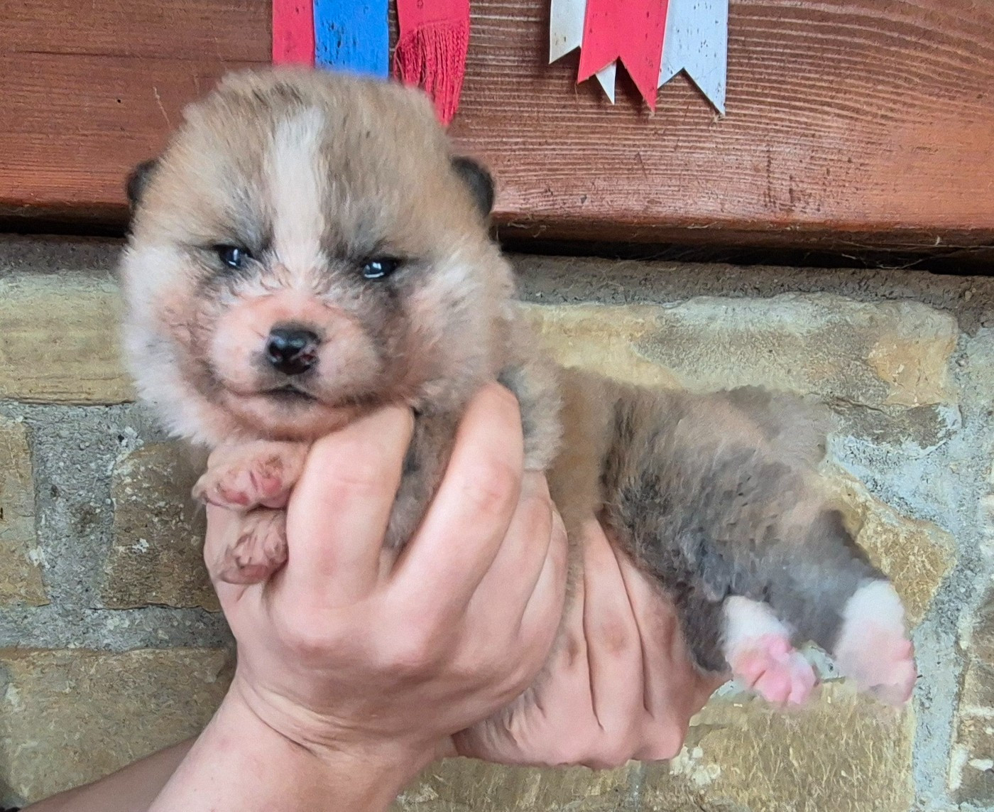 Des Terres Du Razès - Chiots disponibles - Akita