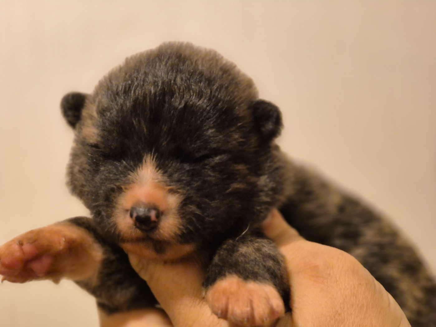 Des Terres Du Razès - Chiots disponibles - Akita