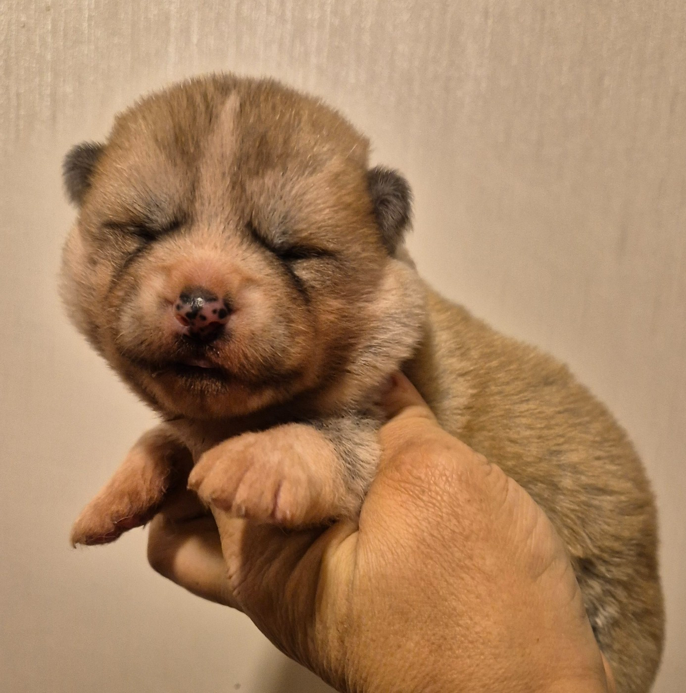 Des Terres Du Razès - Chiots disponibles - Akita