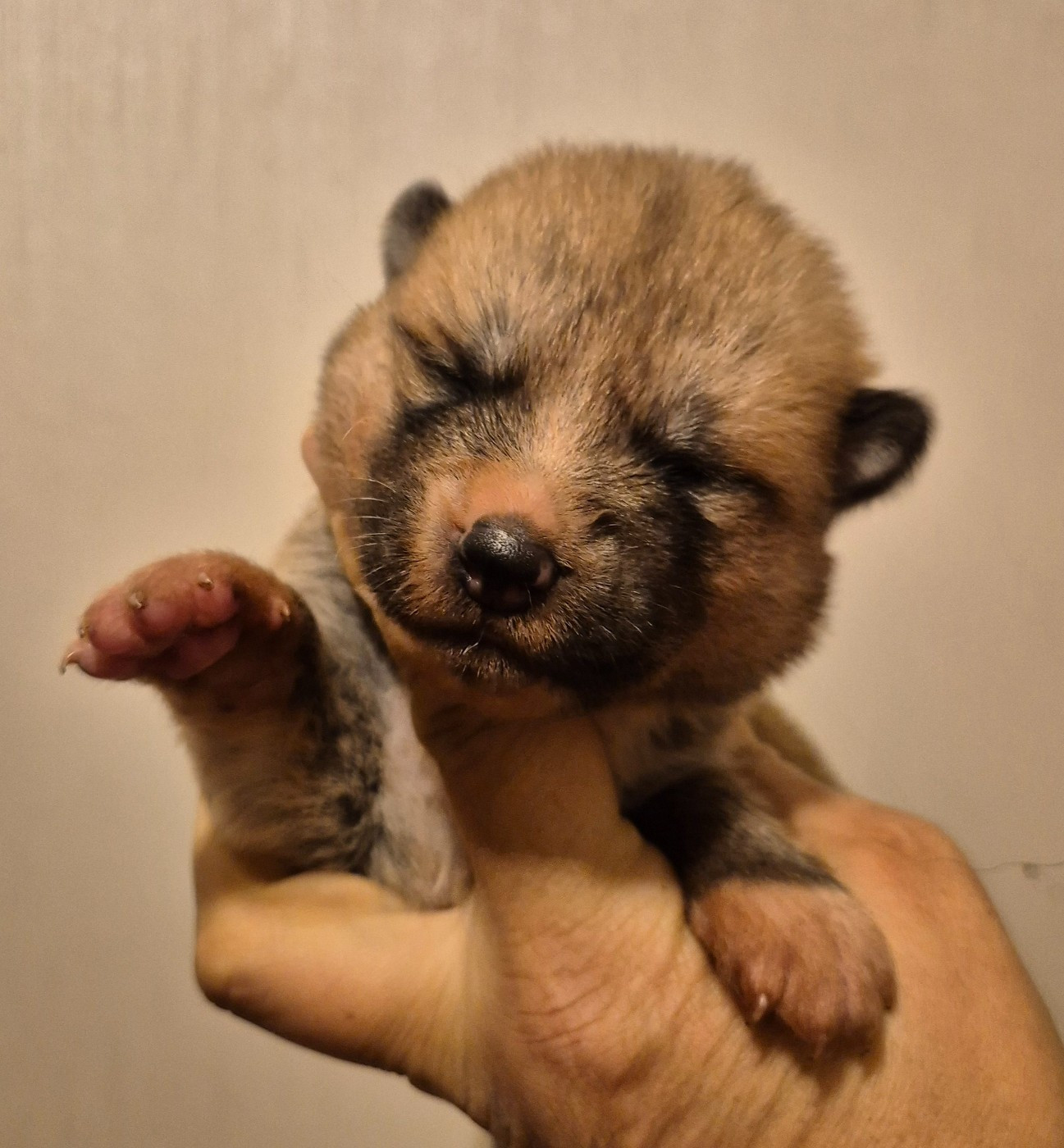 Des Terres Du Razès - Chiots disponibles - Akita