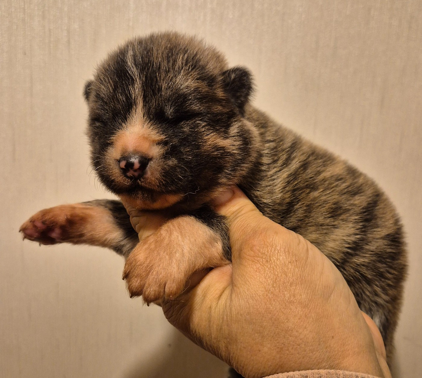 Des Terres Du Razès - Chiots disponibles - Akita