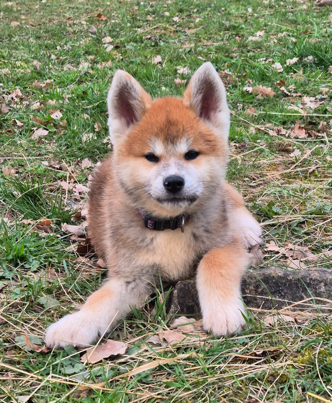 Des Terres Du Razès - Chiots disponibles - Akita