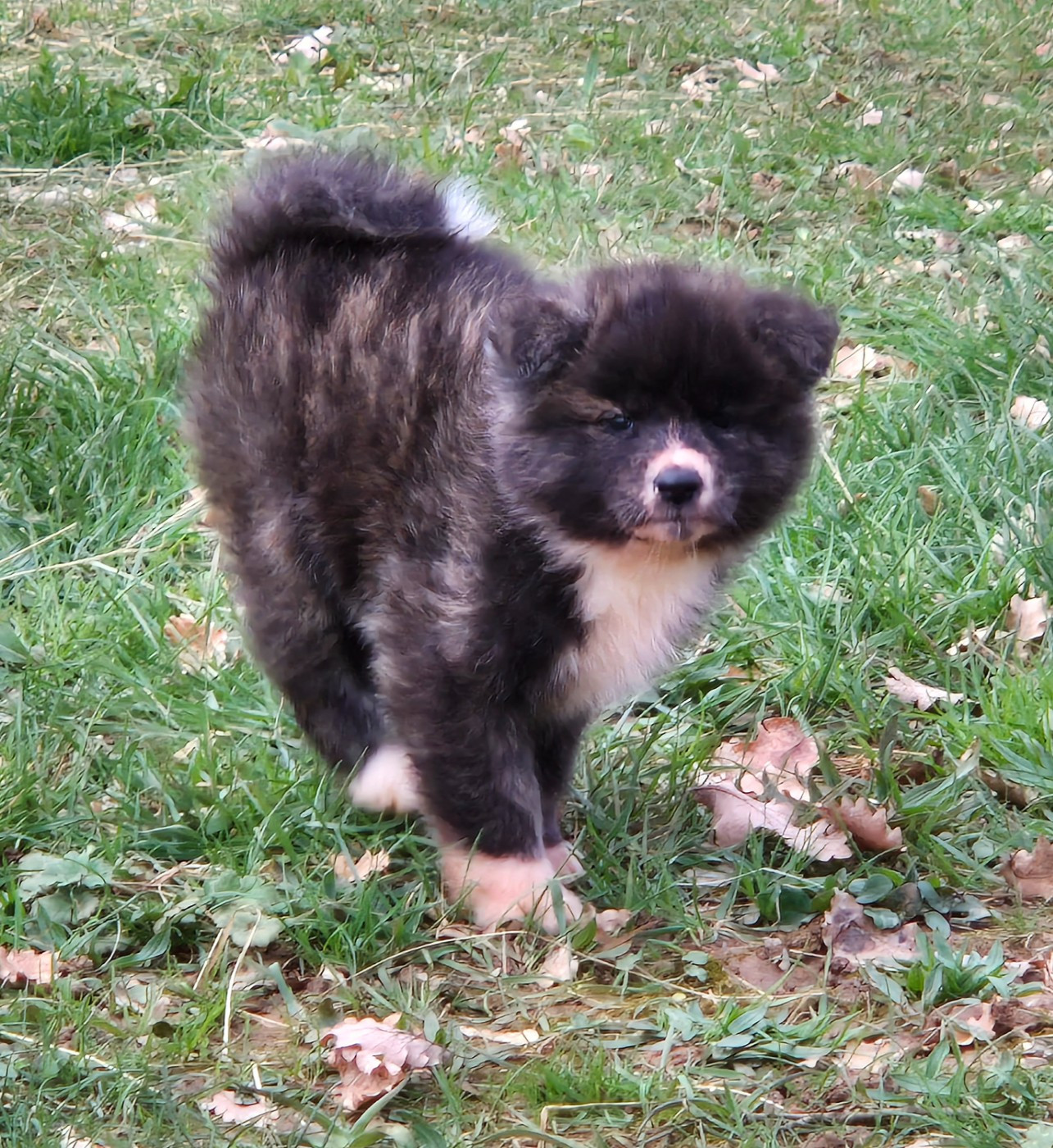 Des Terres Du Razès - Chiots disponibles - Akita