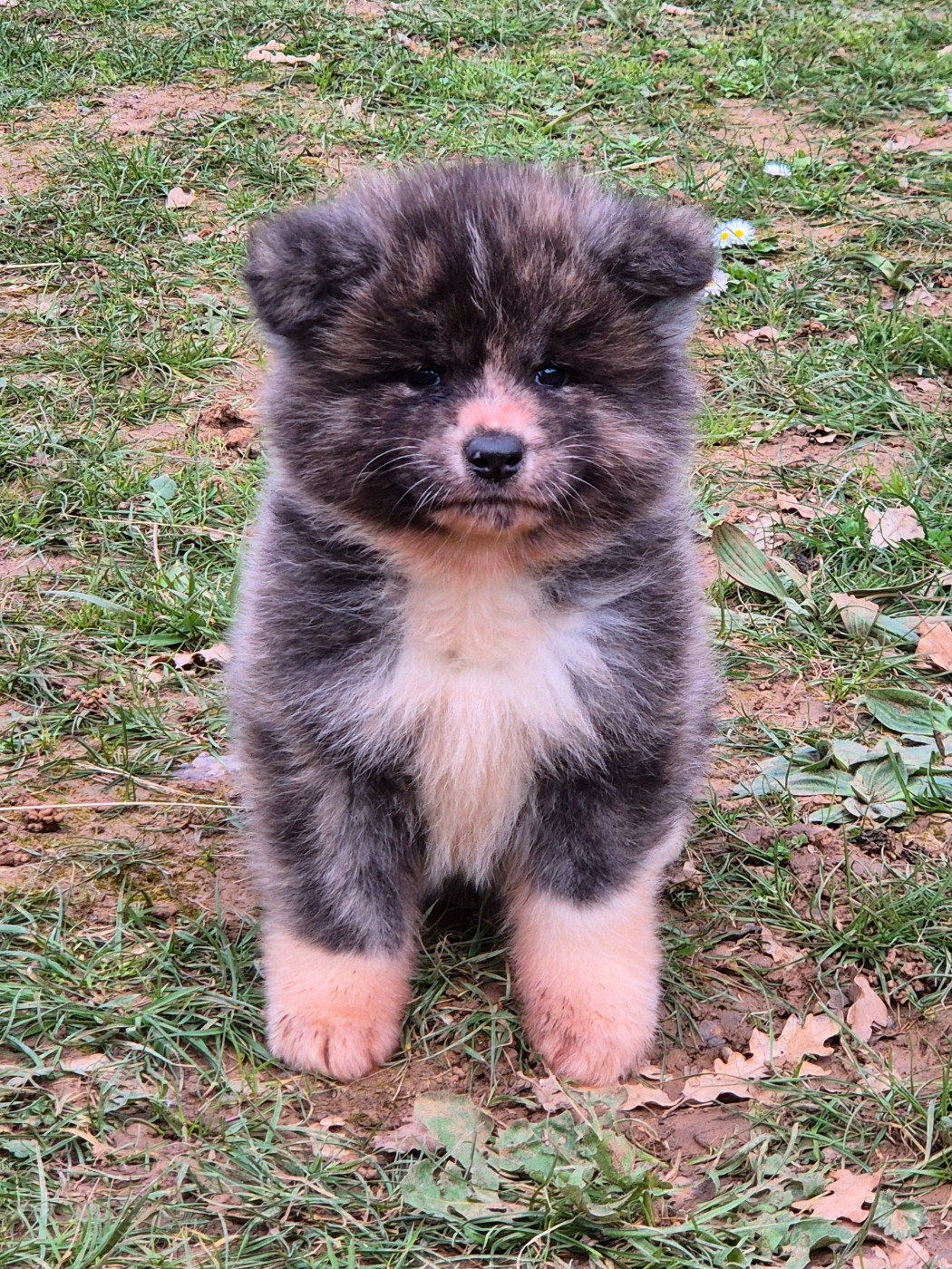 Des Terres Du Razès - Chiots disponibles - Akita