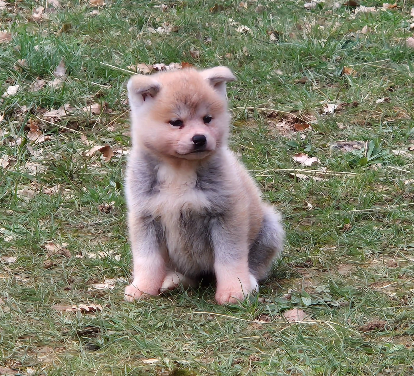 Des Terres Du Razès - Chiots disponibles - Akita