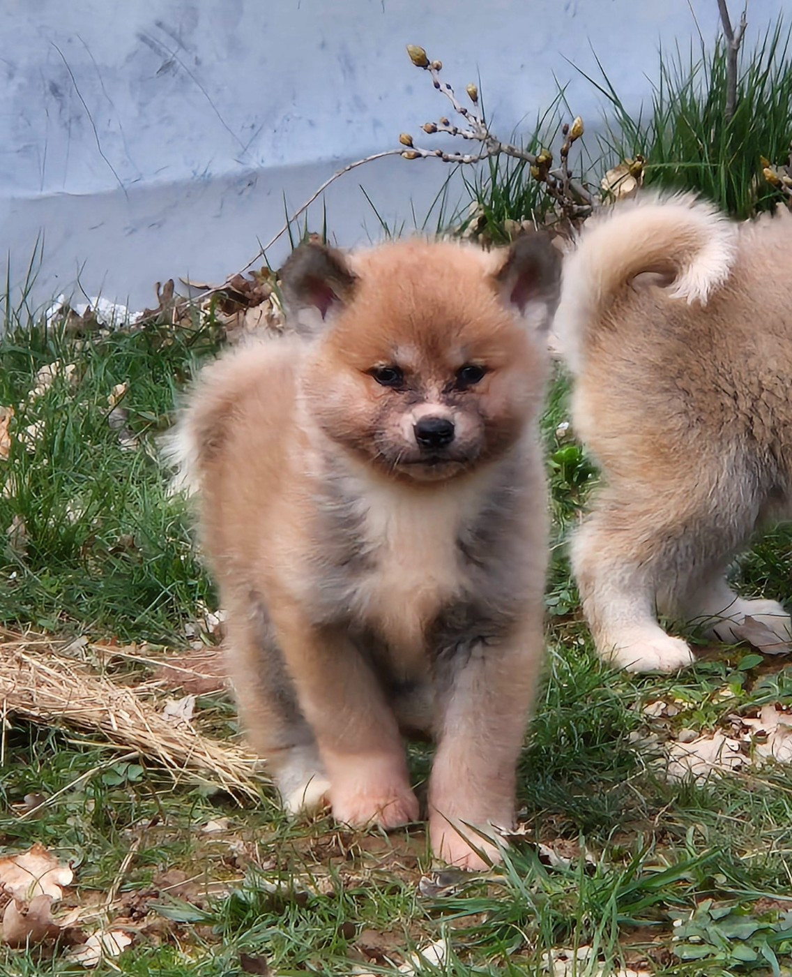 Des Terres Du Razès - Chiots disponibles - Akita