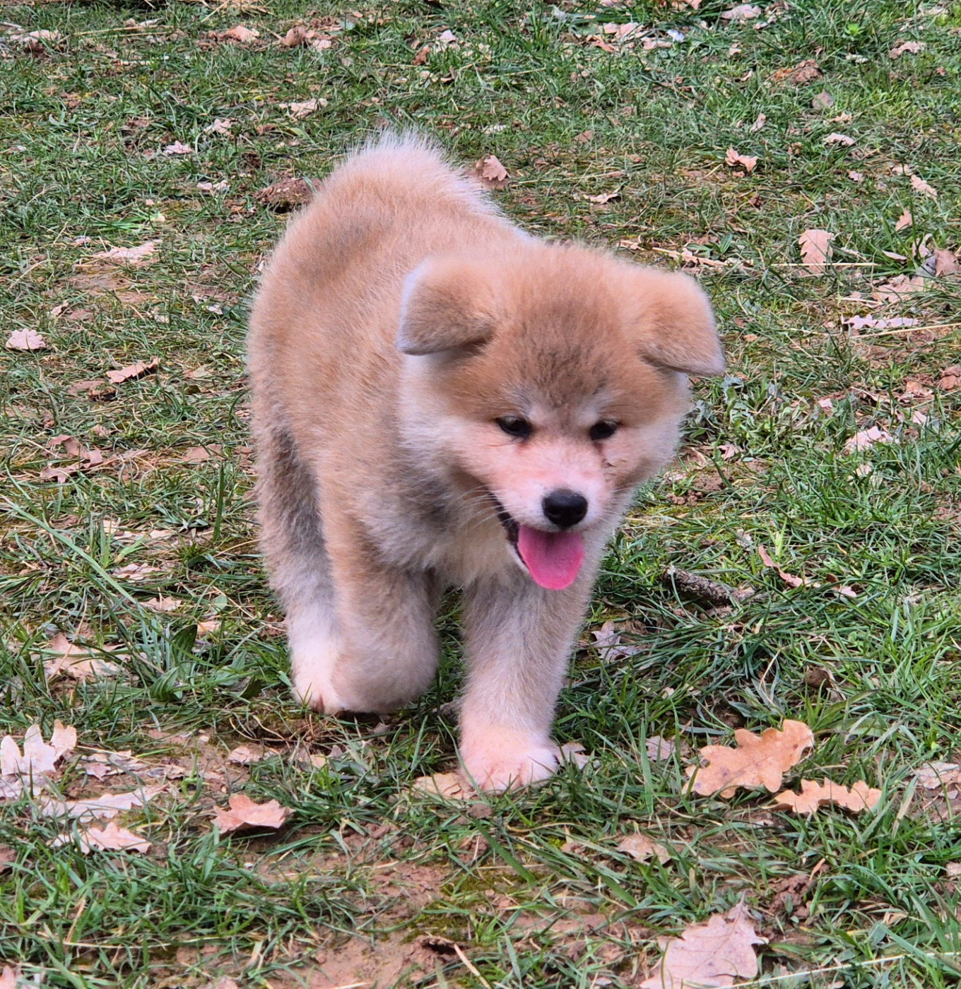 Des Terres Du Razès - Chiots disponibles - Akita
