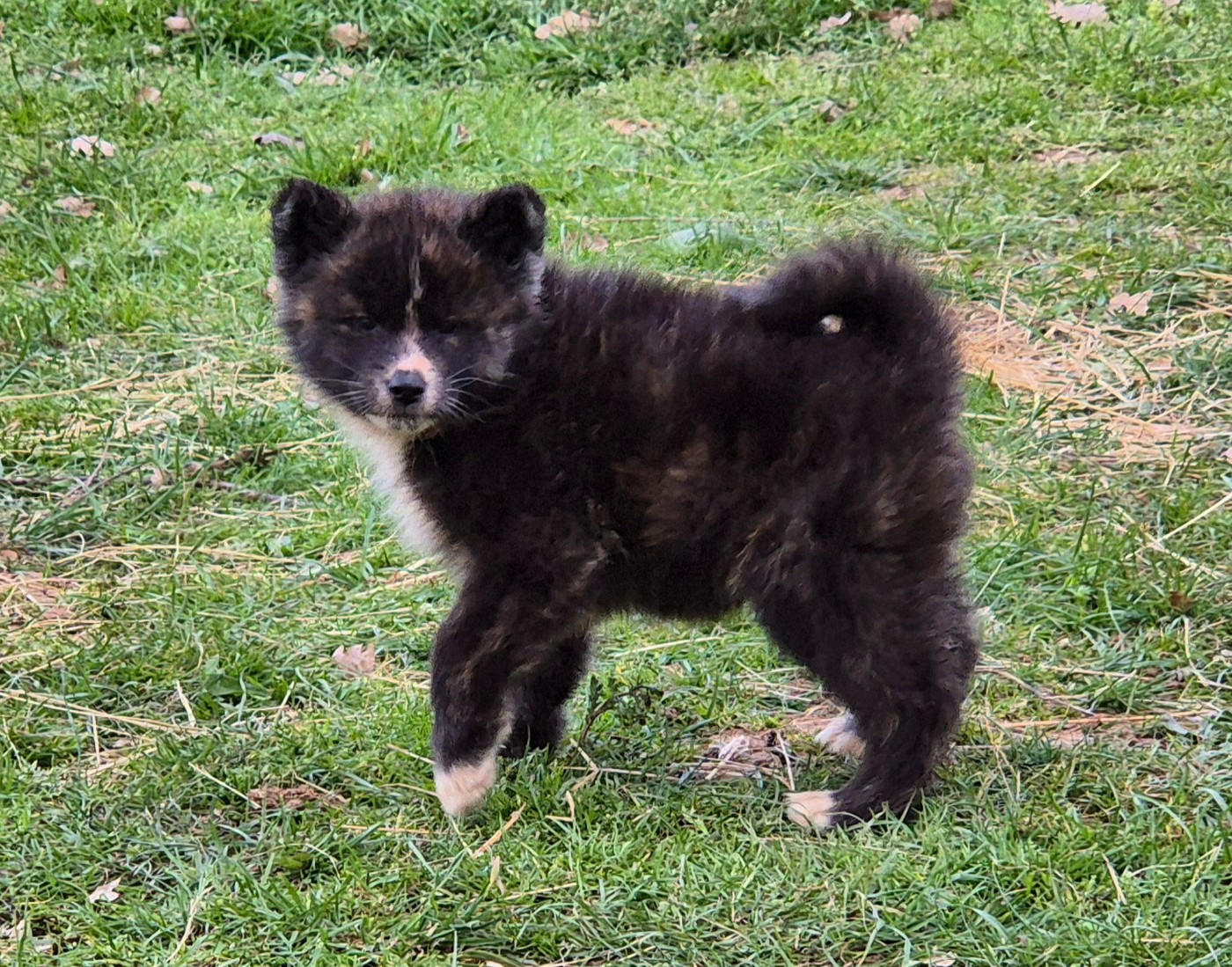 Des Terres Du Razès - Chiots disponibles - Akita
