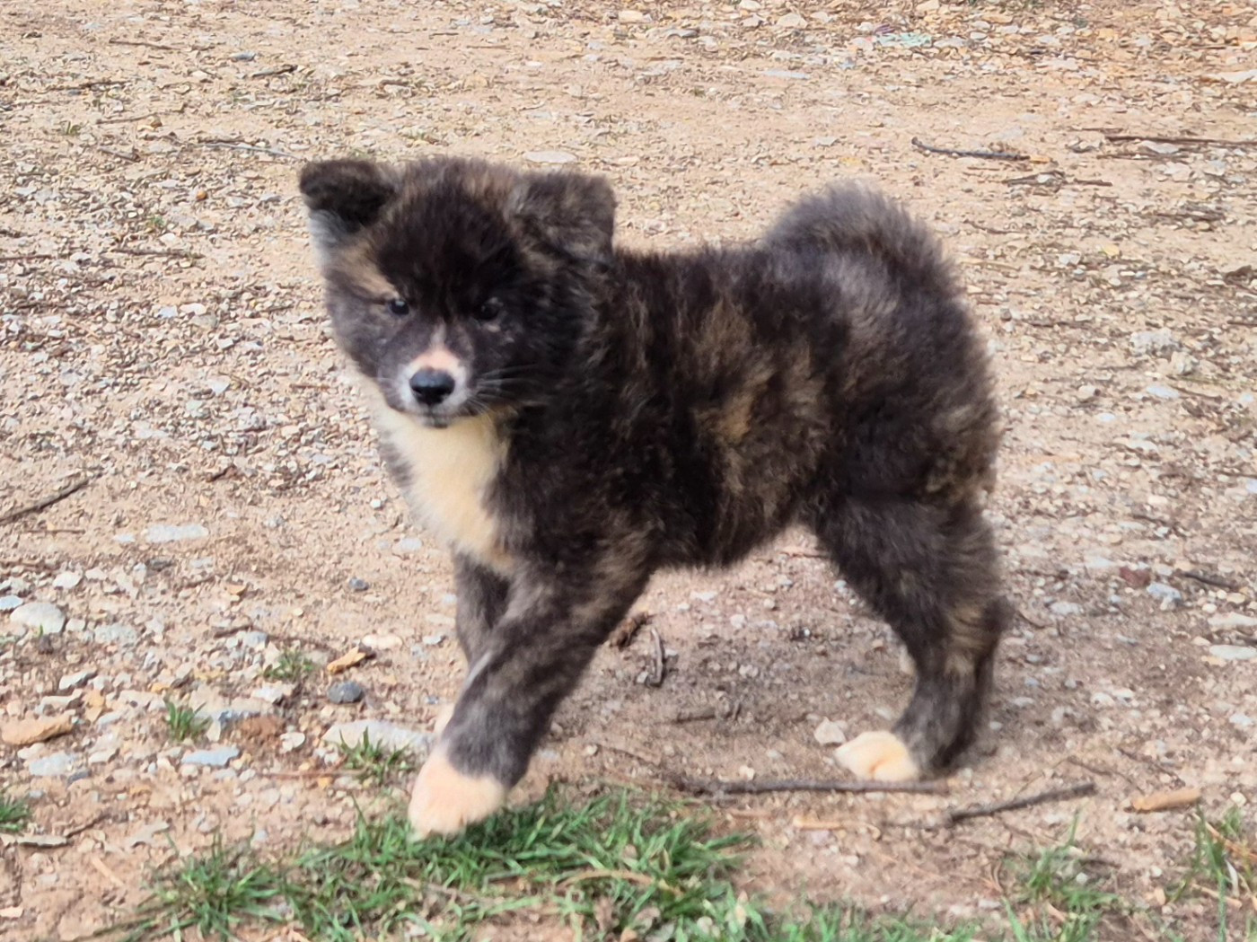 Des Terres Du Razès - Chiots disponibles - Akita