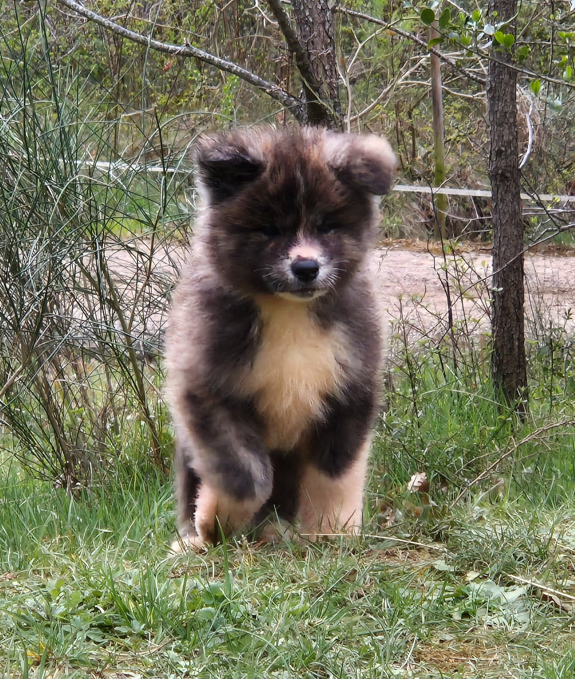 Des Terres Du Razès - Chiots disponibles - Akita