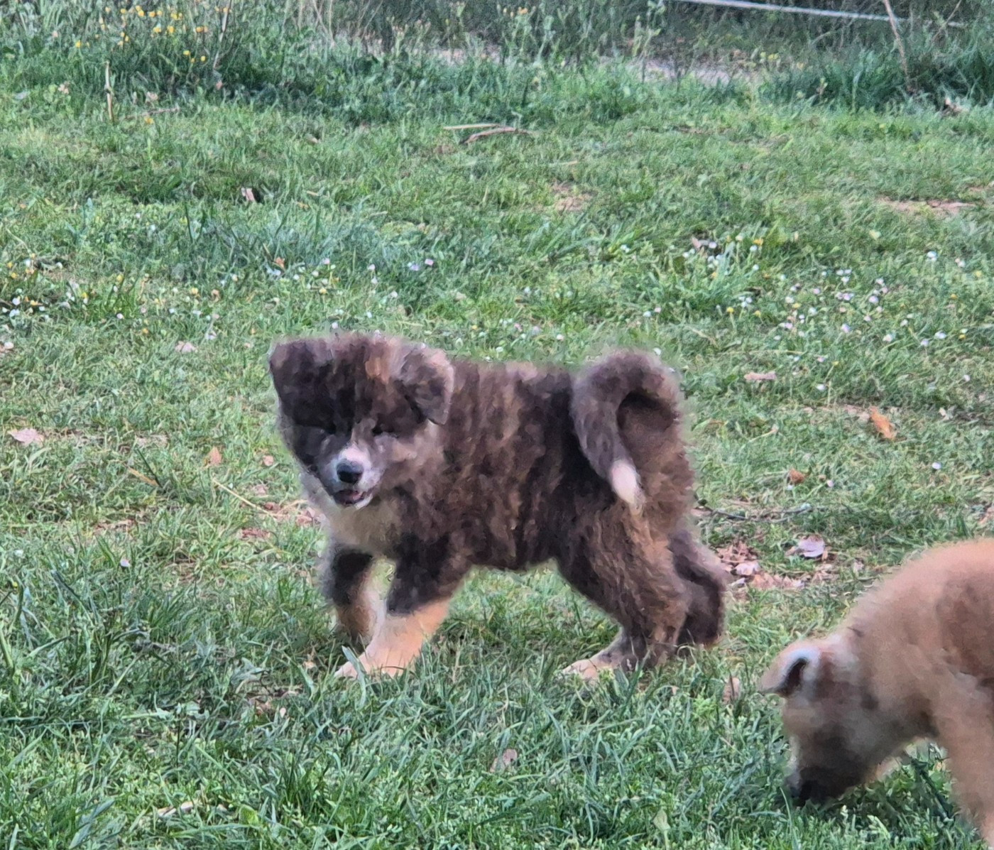 Des Terres Du Razès - Chiots disponibles - Akita