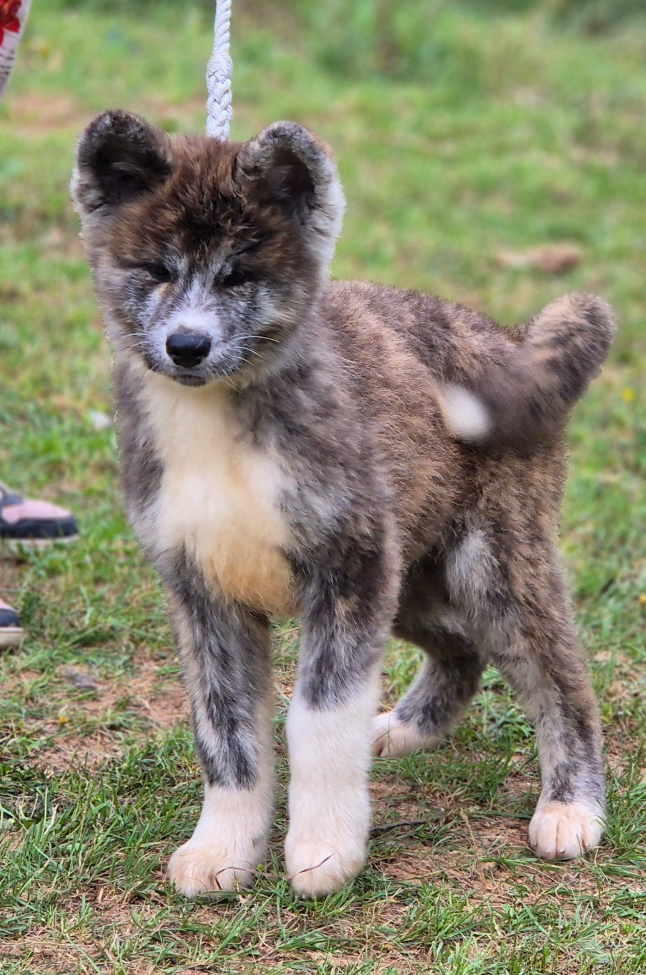 Des Terres Du Razès - Chiots disponibles - Akita