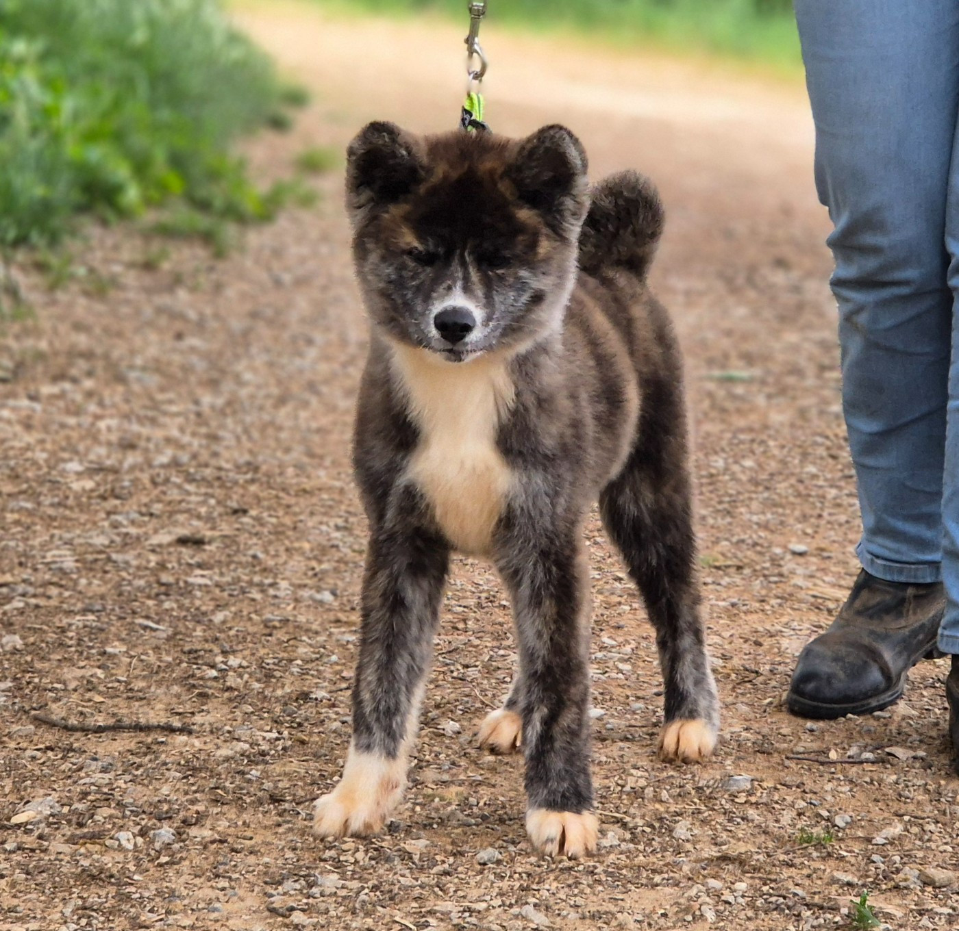 Des Terres Du Razès - Chiots disponibles - Akita