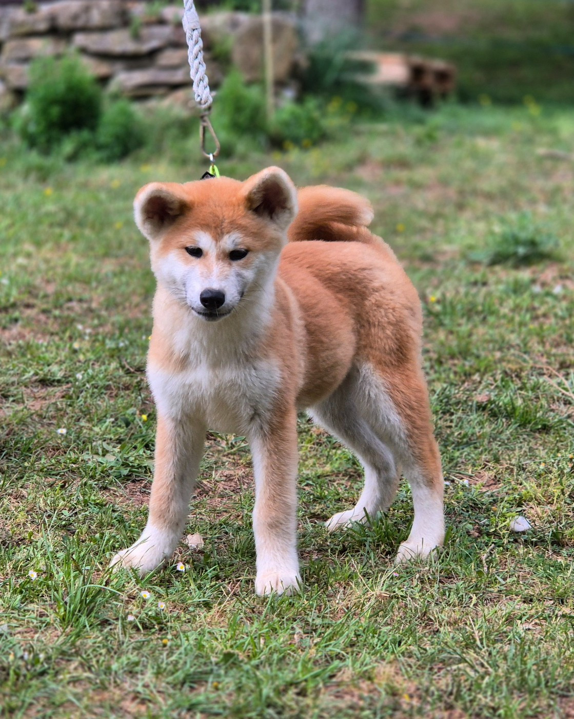 Des Terres Du Razès - Chiots disponibles - Akita