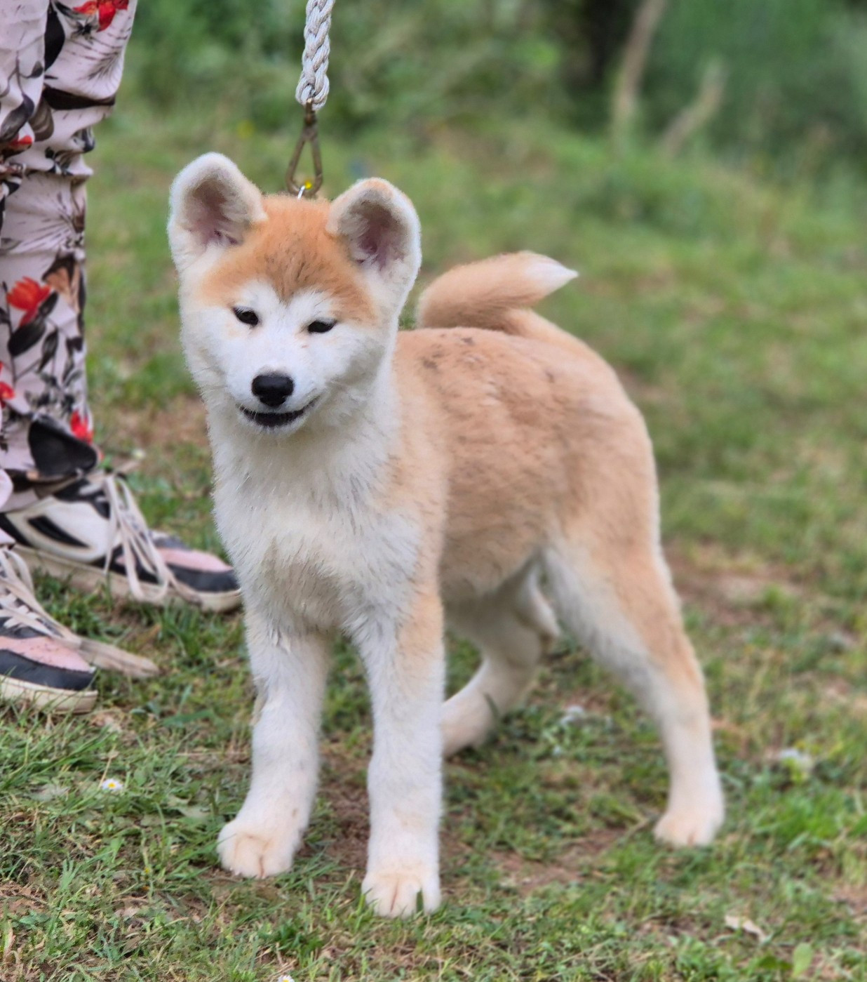 Des Terres Du Razès - Chiots disponibles - Akita