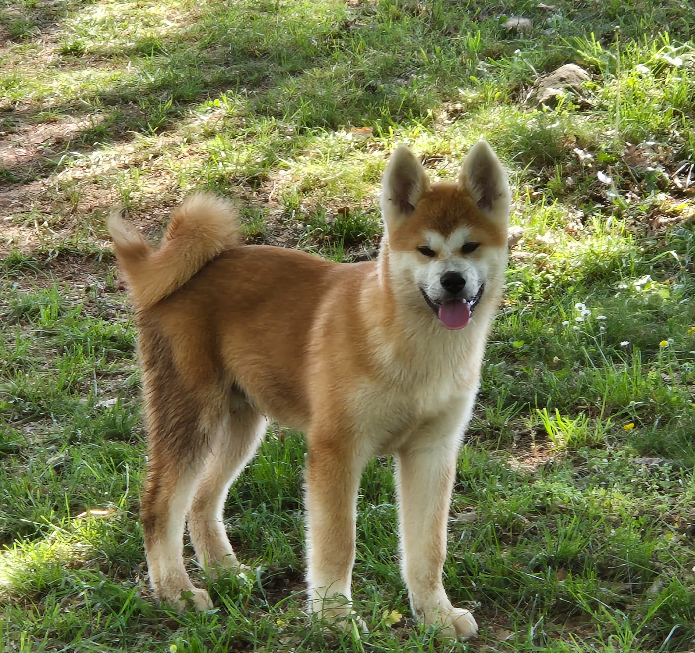 Des Terres Du Razès - Chiots disponibles - Akita