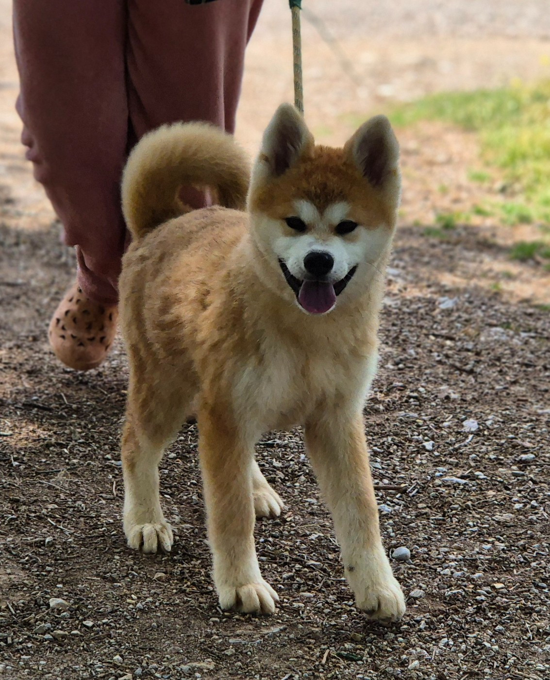 Des Terres Du Razès - Chiots disponibles - Akita