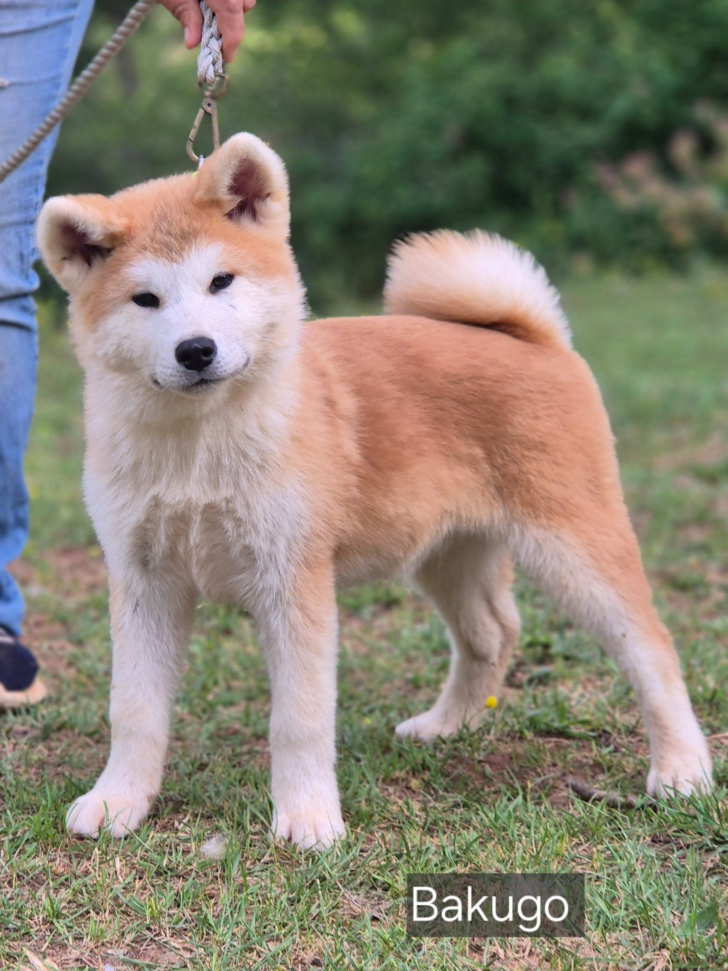 Des Terres Du Razès - Chiots disponibles - Akita