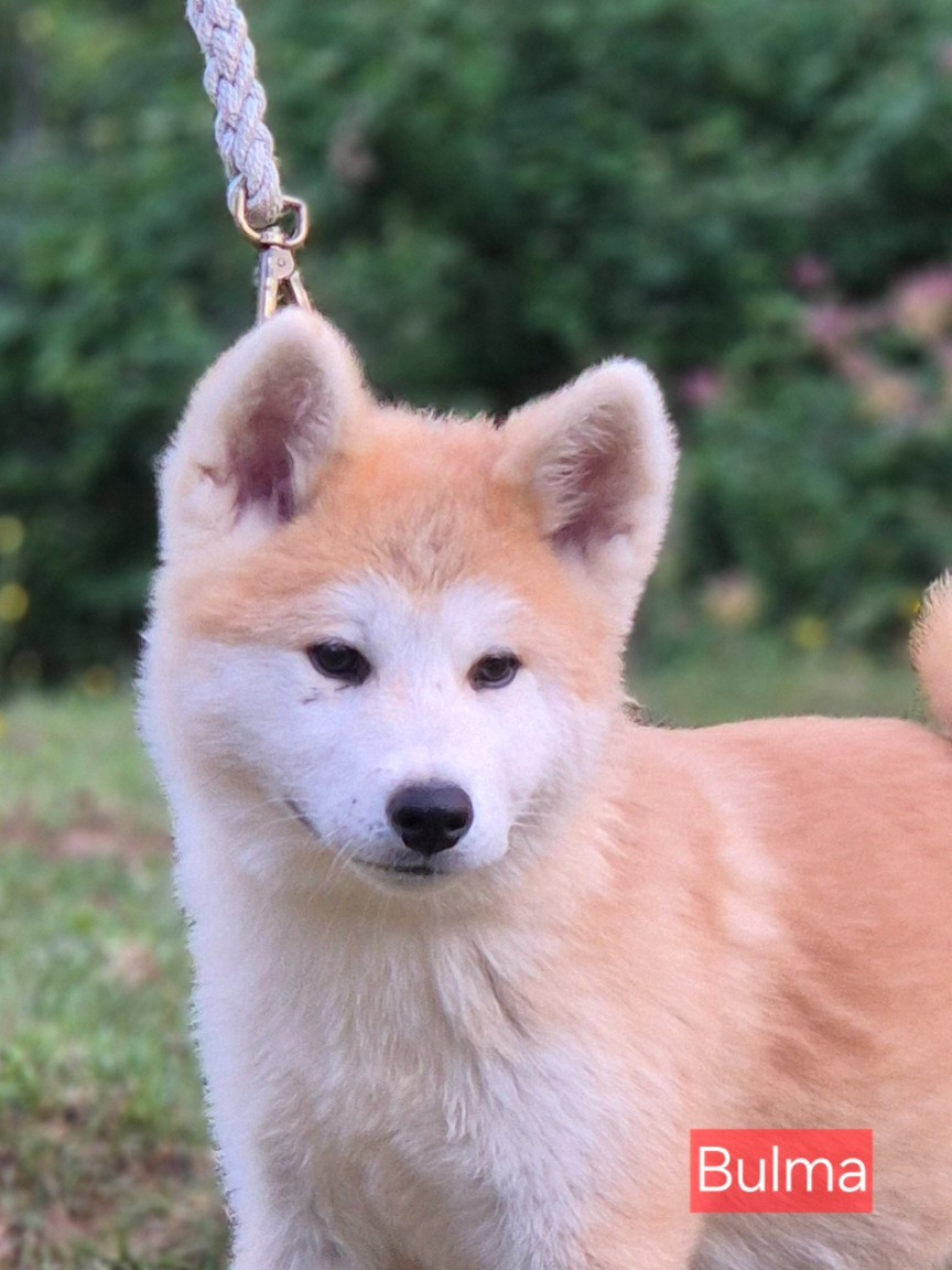 Des Terres Du Razès - Chiots disponibles - Akita