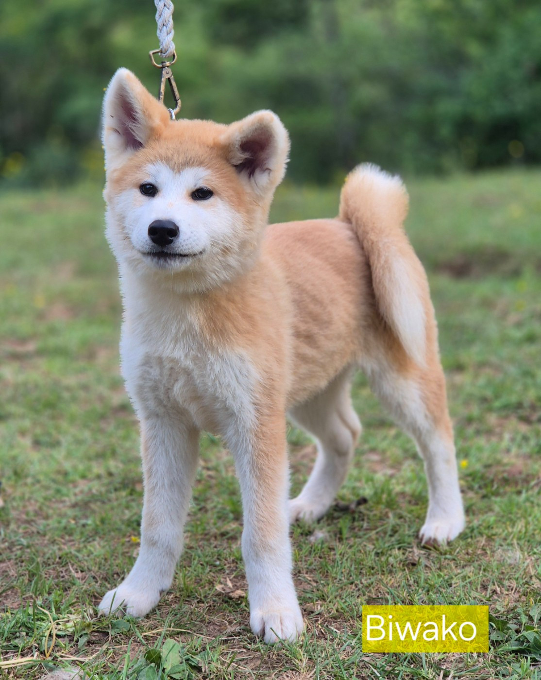 Des Terres Du Razès - Chiots disponibles - Akita