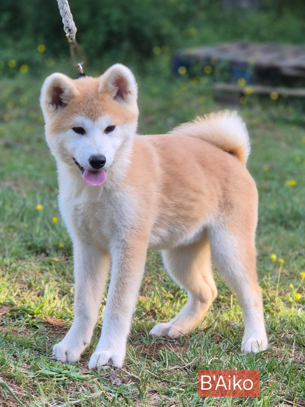 Des Terres Du Razès - Chiots disponibles - Akita