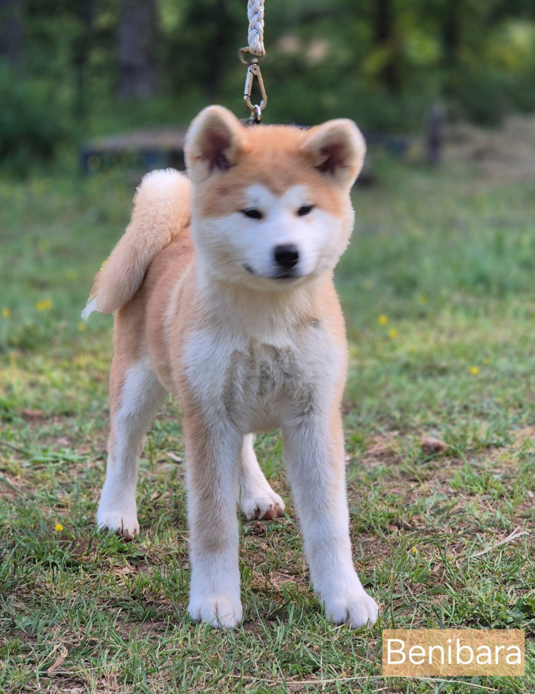 Des Terres Du Razès - Chiots disponibles - Akita