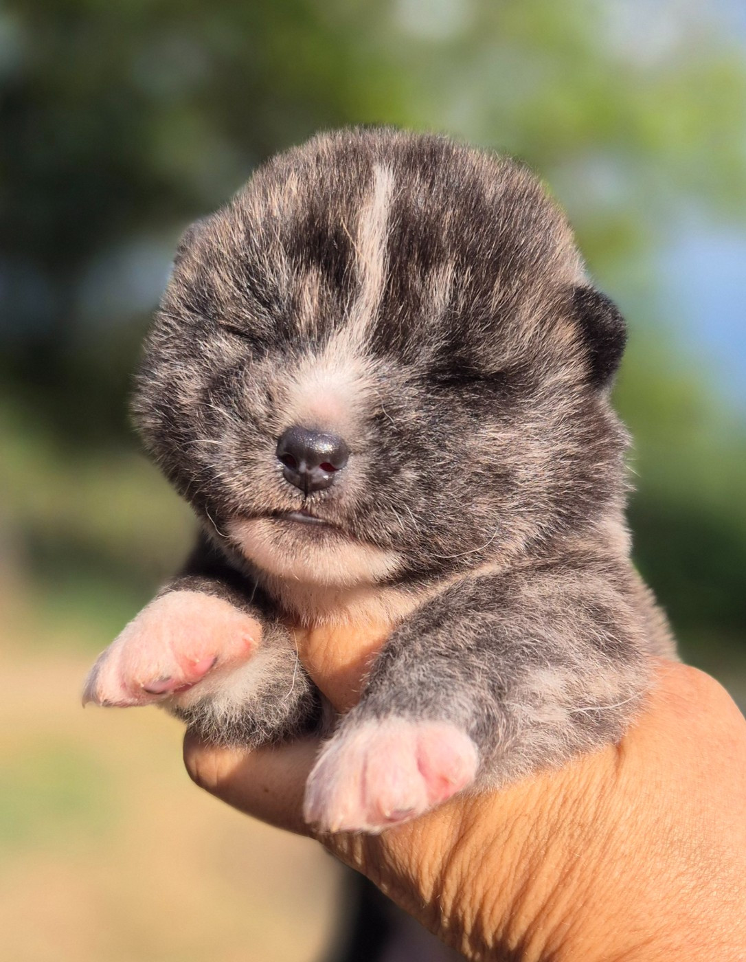 Des Terres Du Razès - Chiots disponibles - Akita