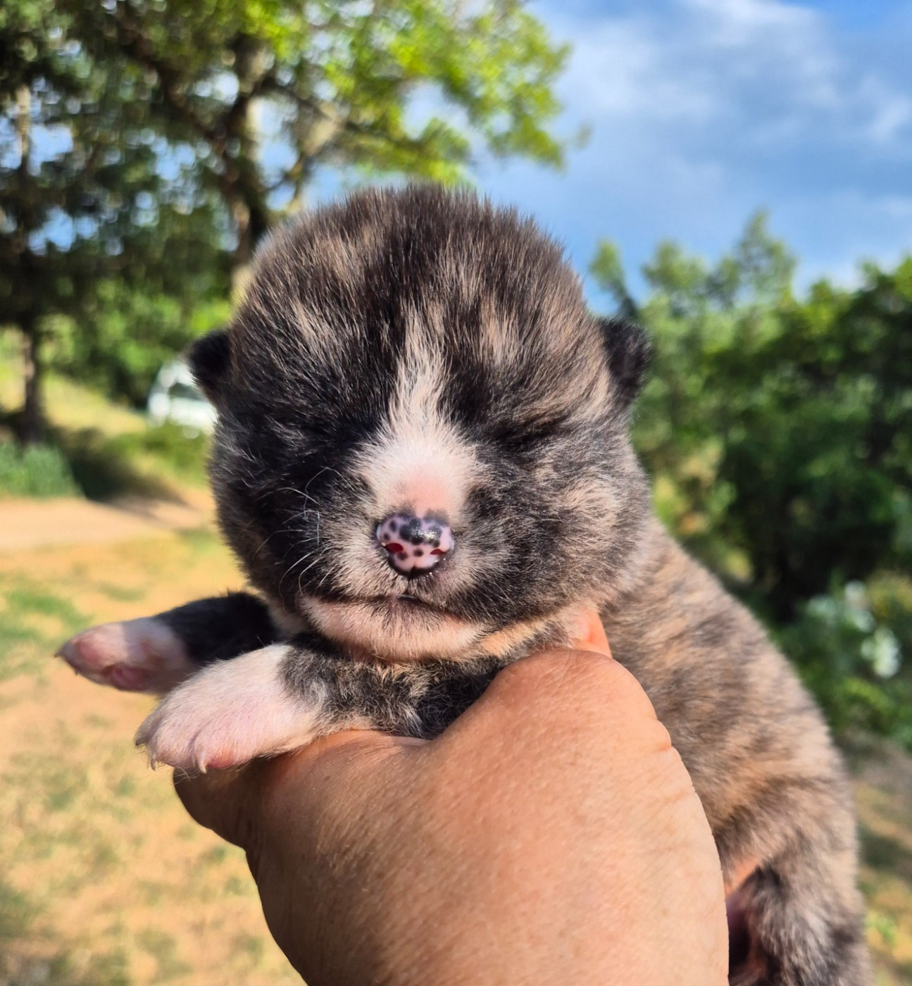 Des Terres Du Razès - Chiots disponibles - Akita