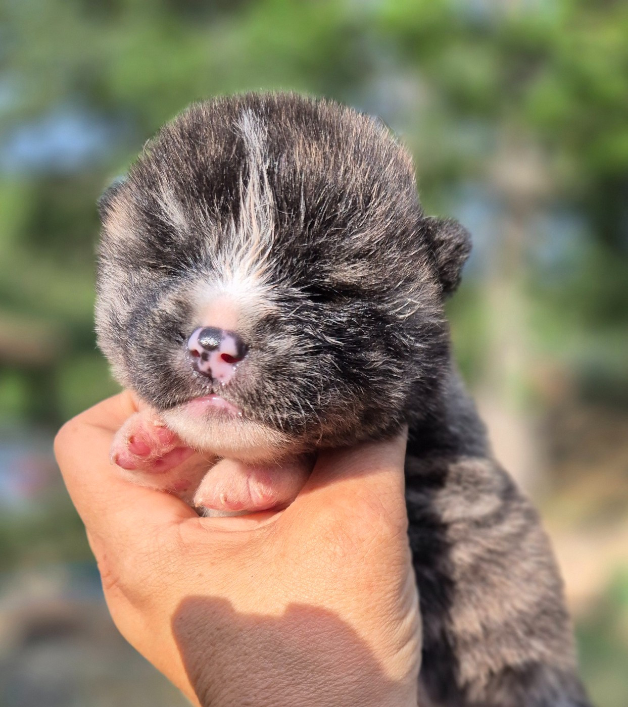 Des Terres Du Razès - Chiots disponibles - Akita