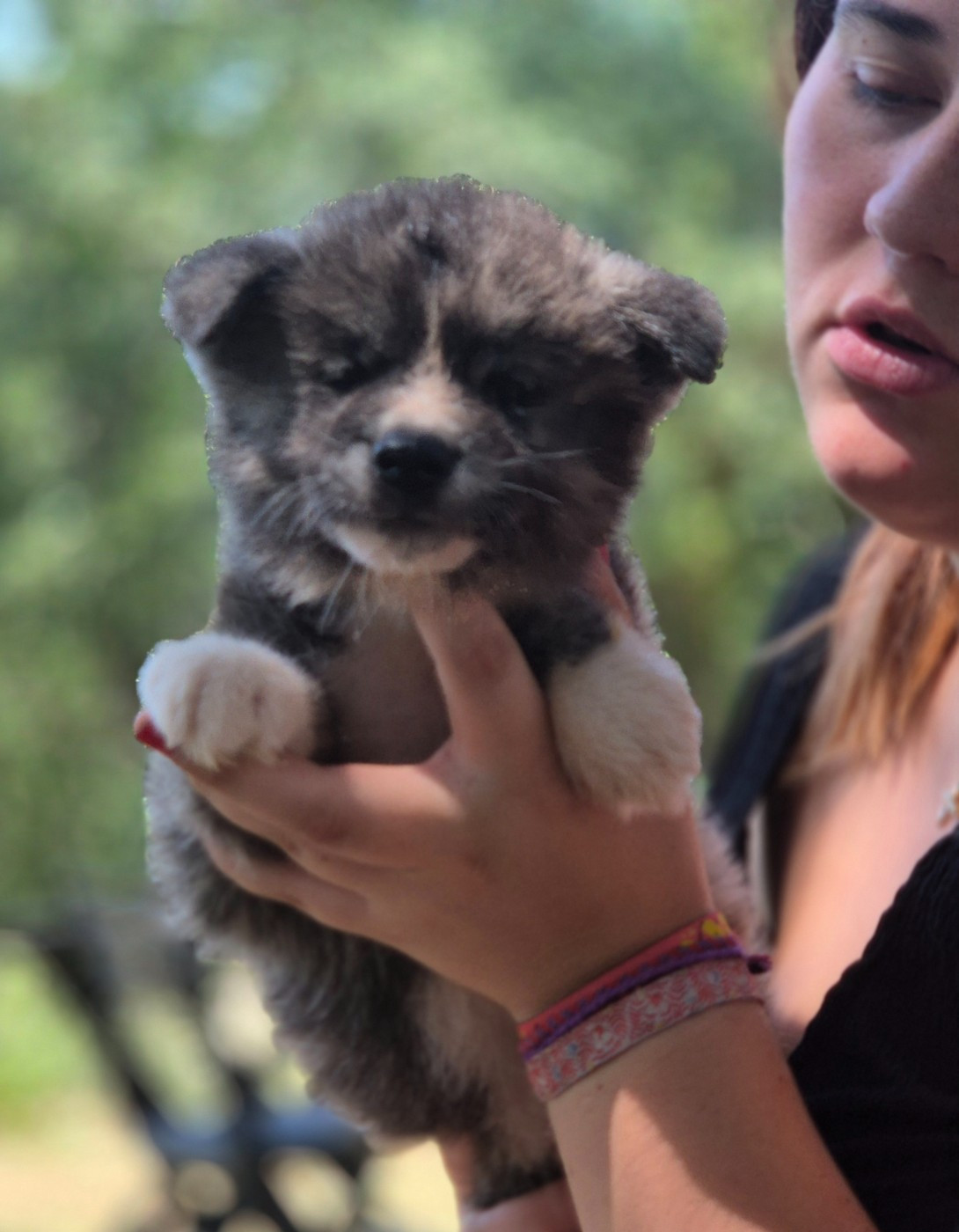 Des Terres Du Razès - Chiots disponibles - Akita