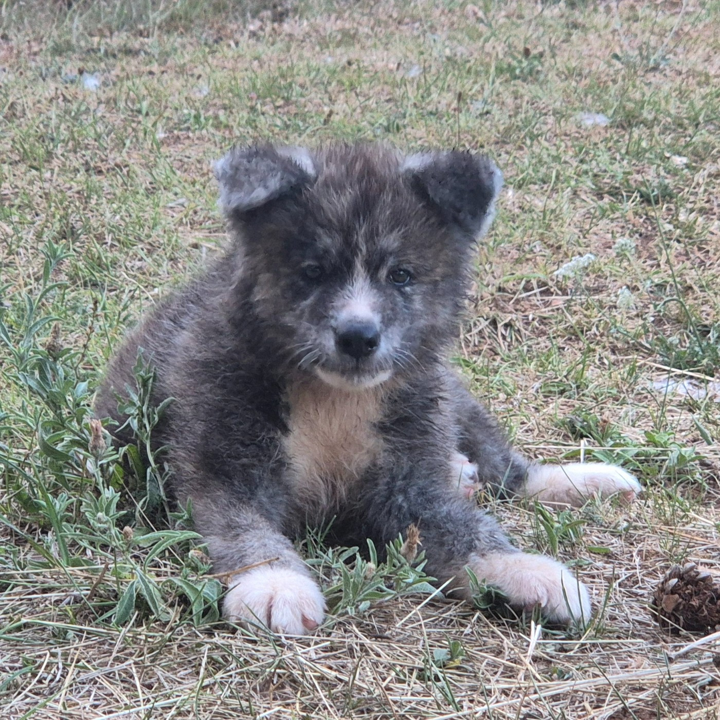 Des Terres Du Razès - Chiots disponibles - Akita