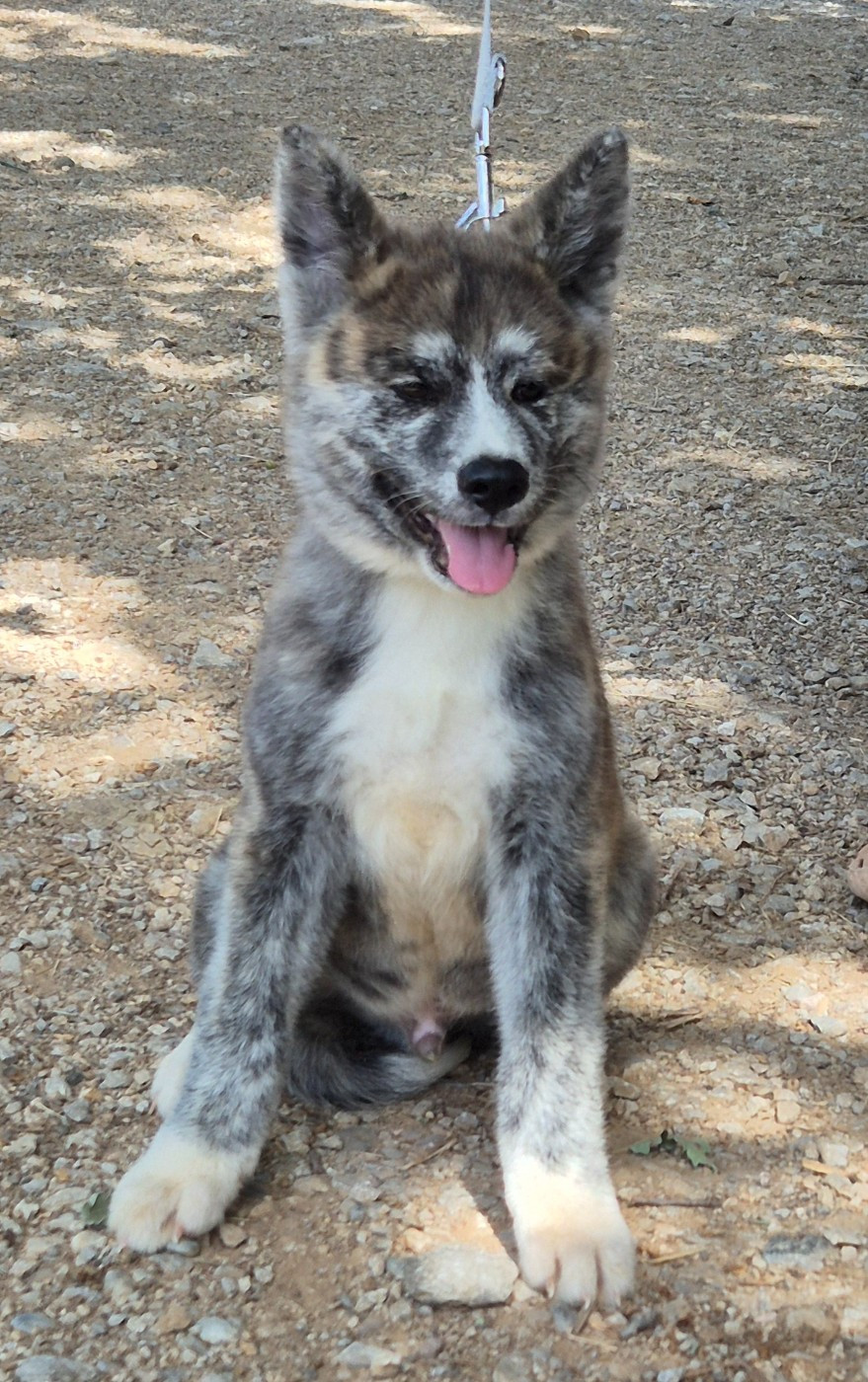 Des Terres Du Razès - Chiots disponibles - Akita