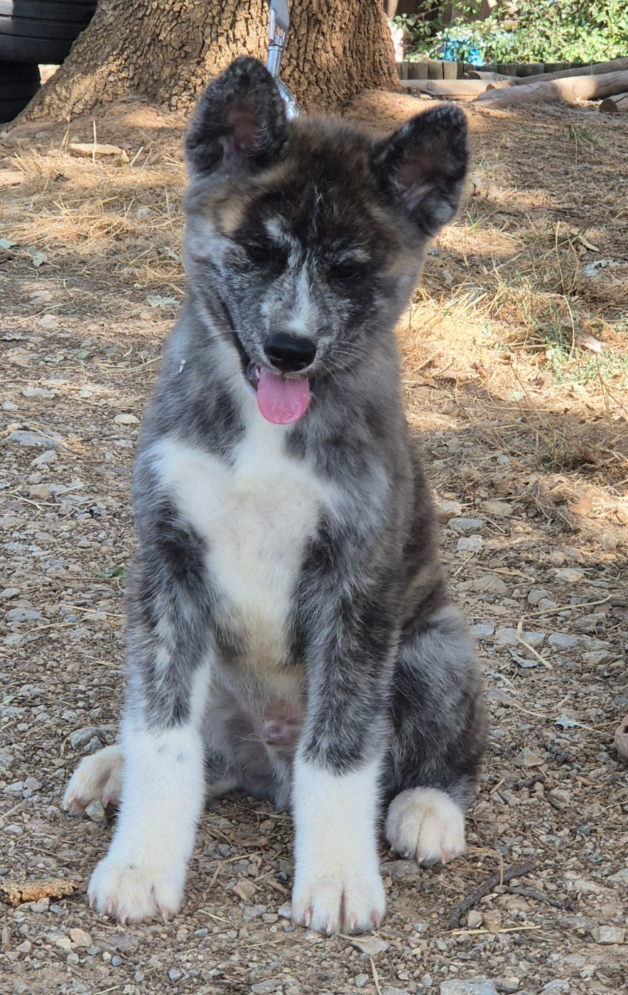 Des Terres Du Razès - Chiots disponibles - Akita