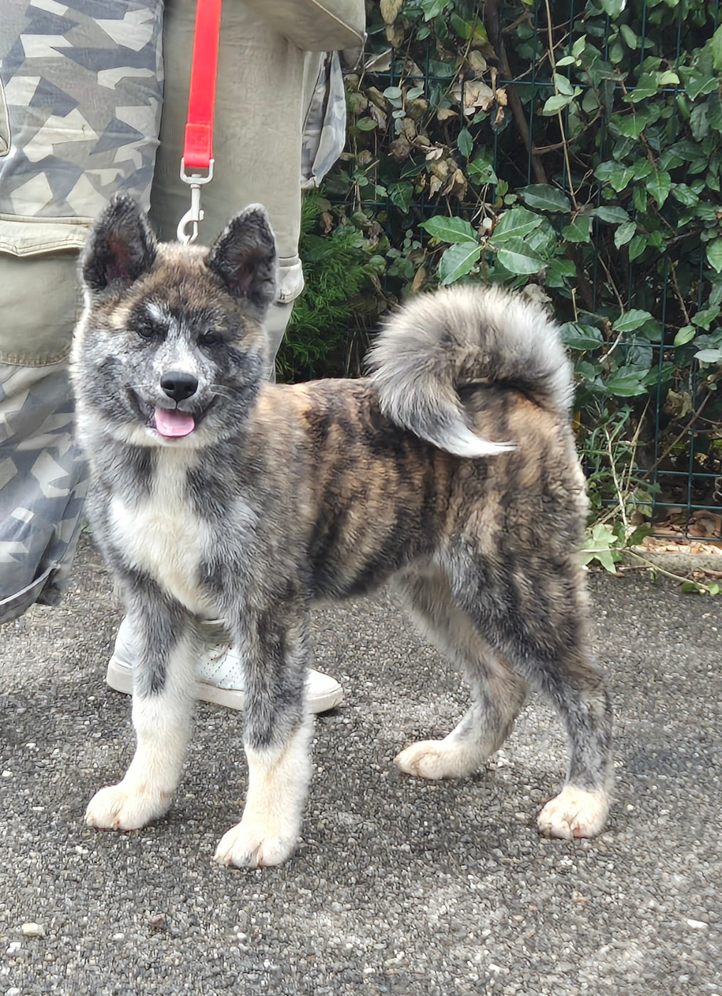 Des Terres Du Razès - Chiots disponibles - Akita
