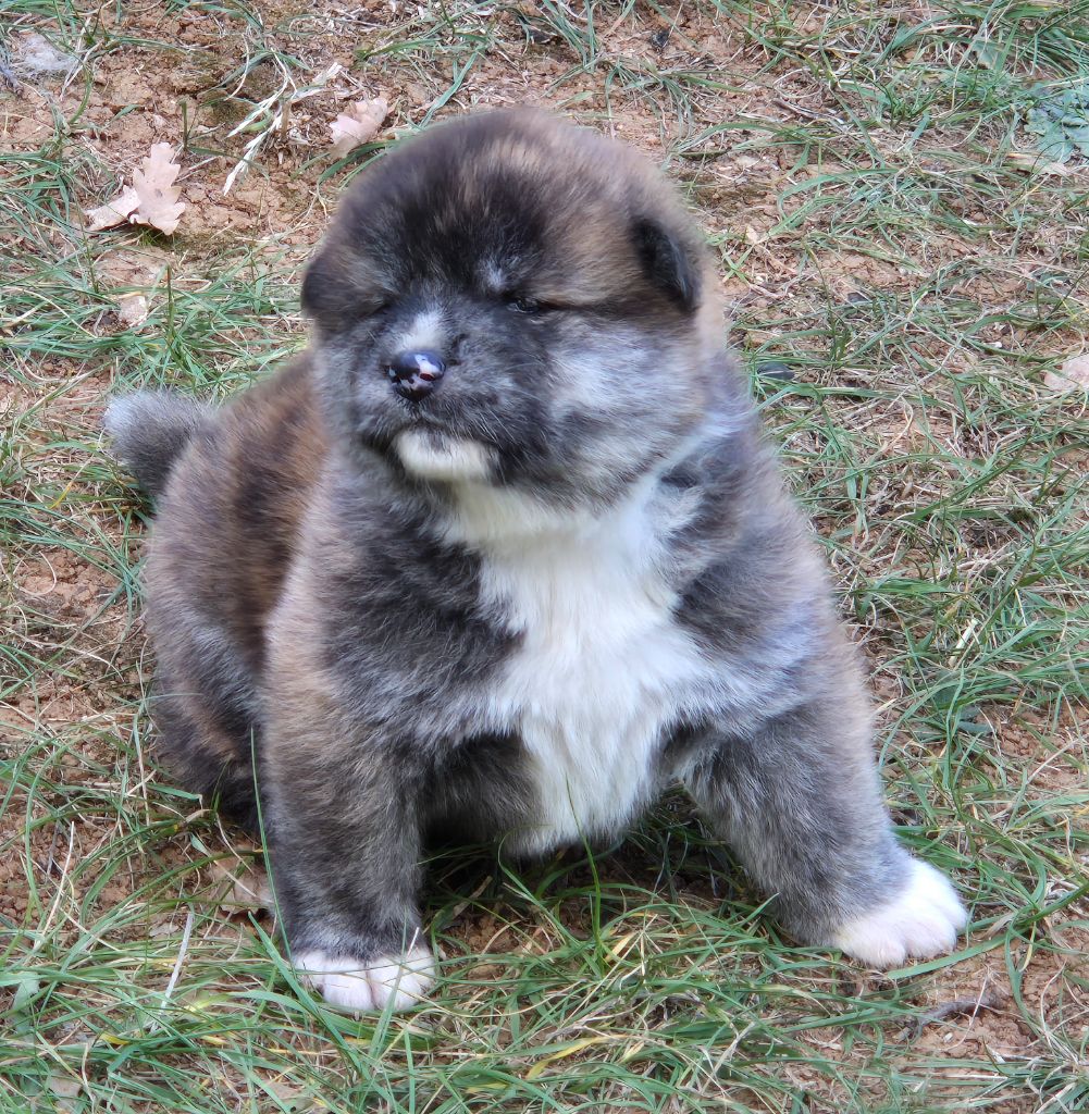 Des Terres Du Razès - Chiots disponibles - Akita