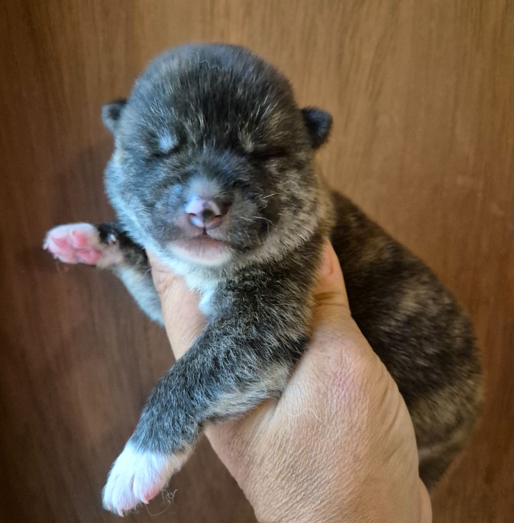 Des Terres Du Razès - Chiots disponibles - Akita