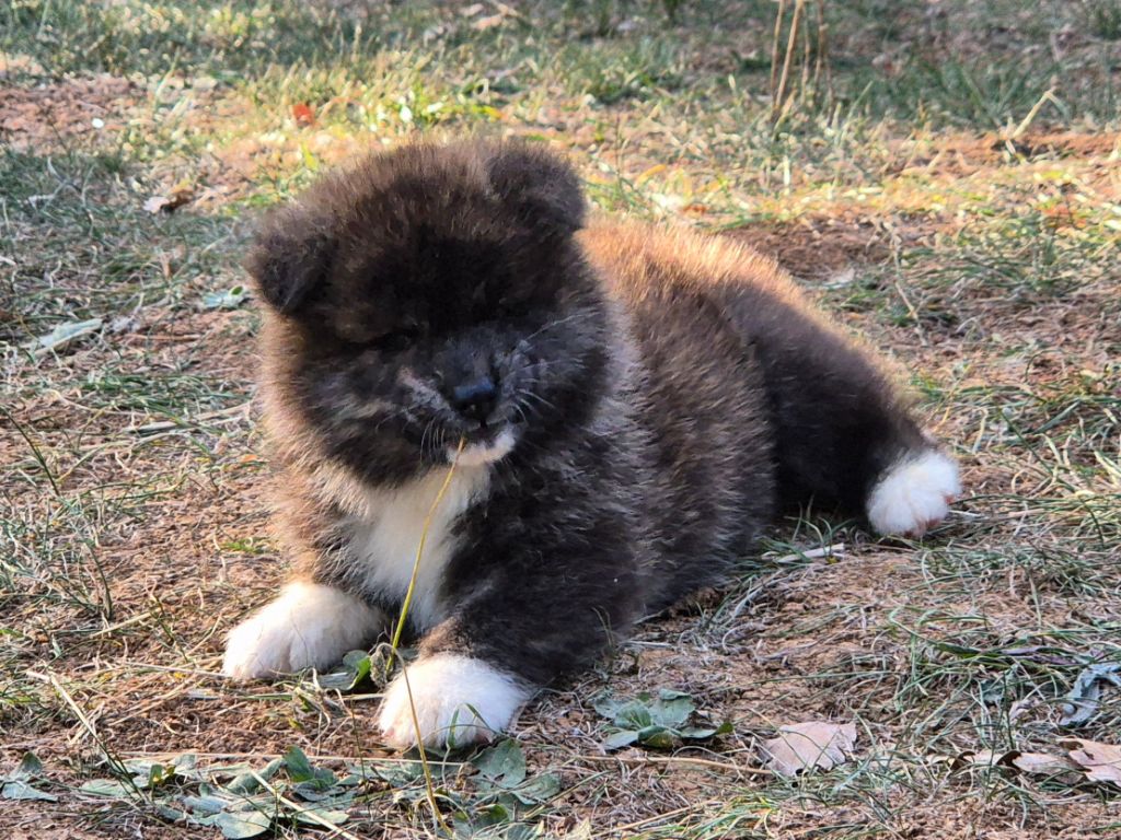 Des Terres Du Razès - Chiots disponibles - Akita