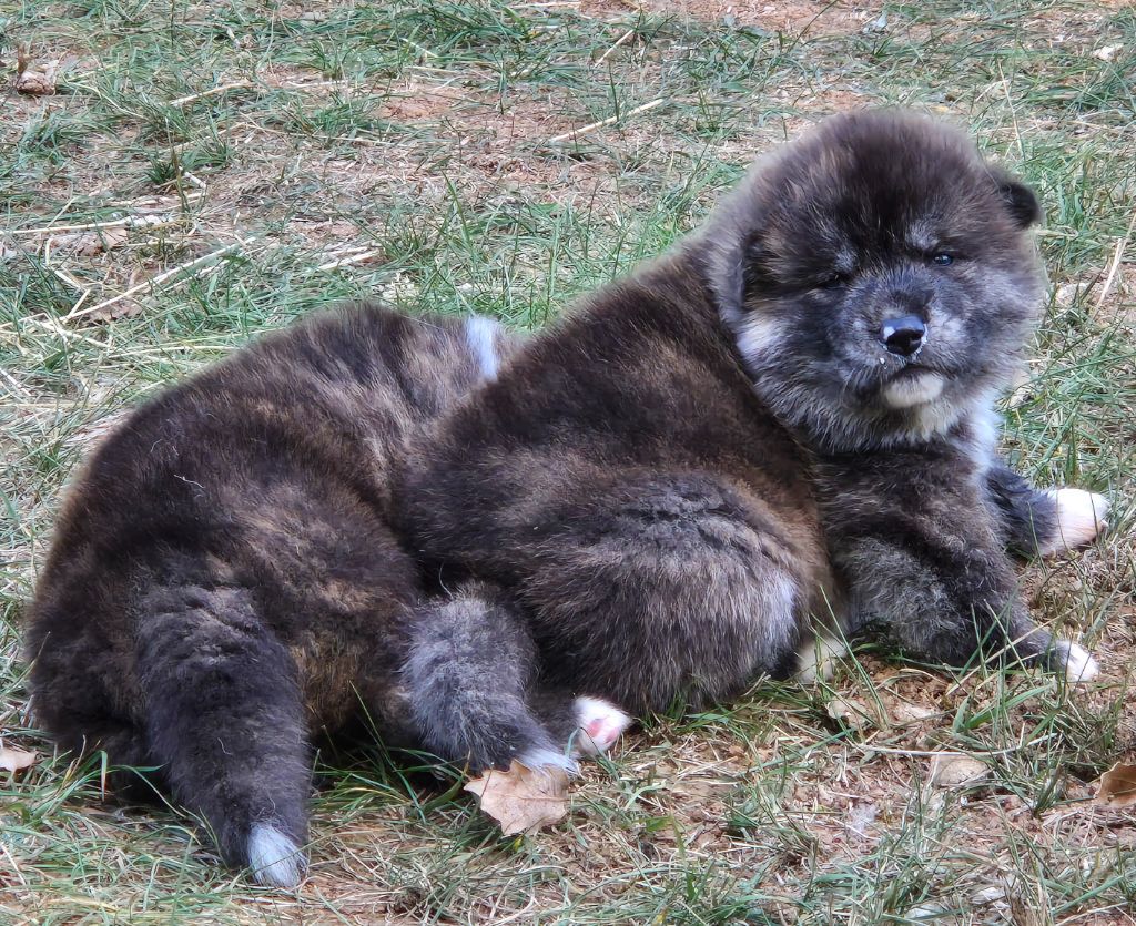 Des Terres Du Razès - Chiots disponibles - Akita