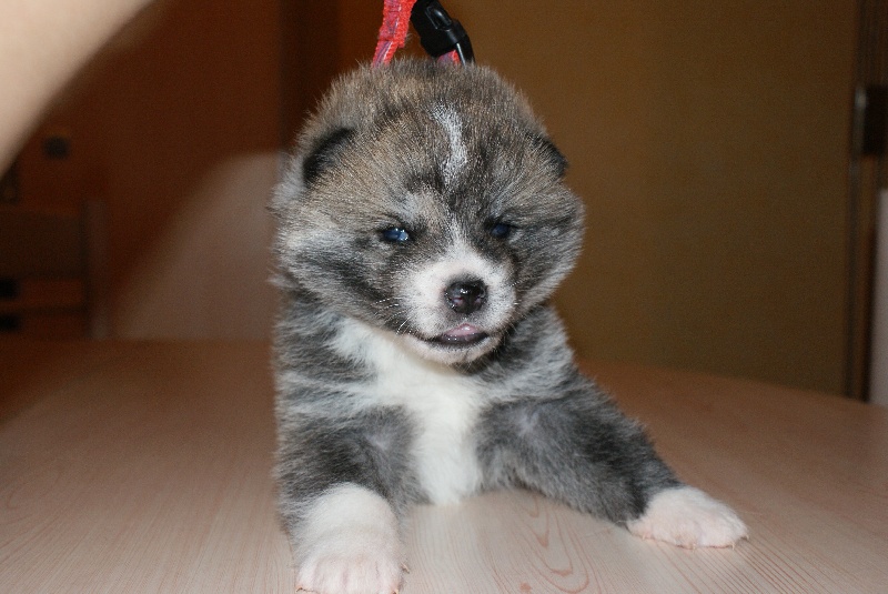 Des Terres Du Razès - Akita - Portée née le 22/12/2010