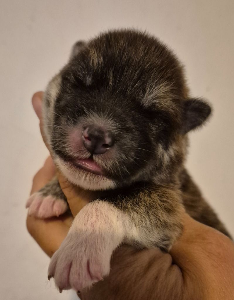 Des Terres Du Razès - Chiots disponibles - Akita