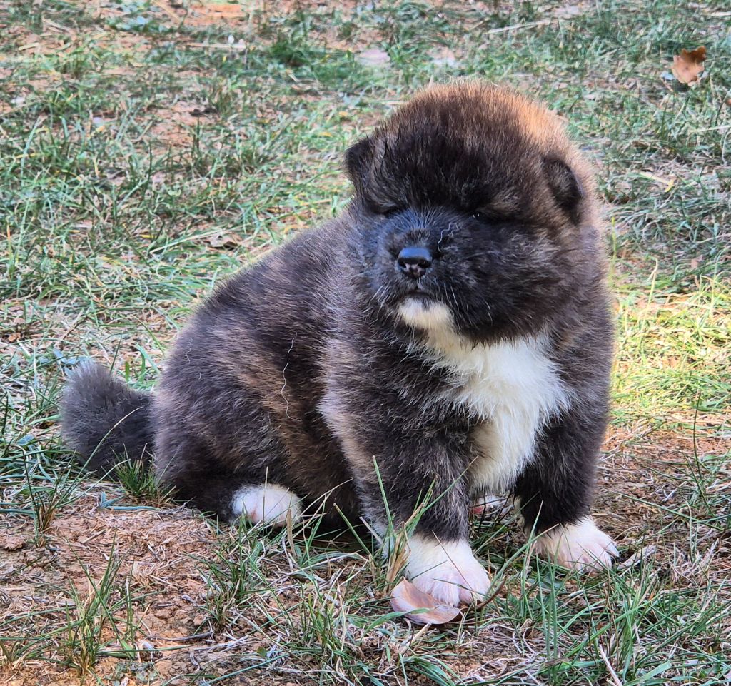 Des Terres Du Razès - Chiots disponibles - Akita