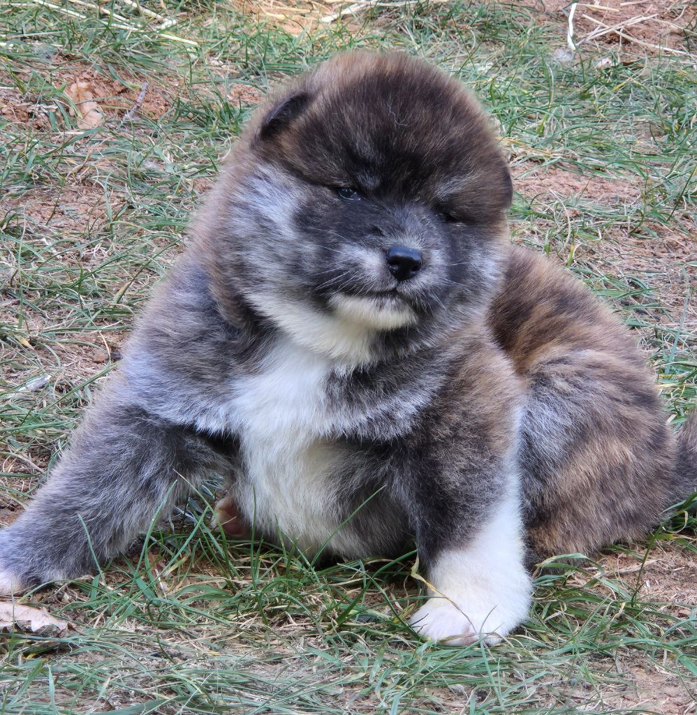 Des Terres Du Razès - Chiots disponibles - Akita