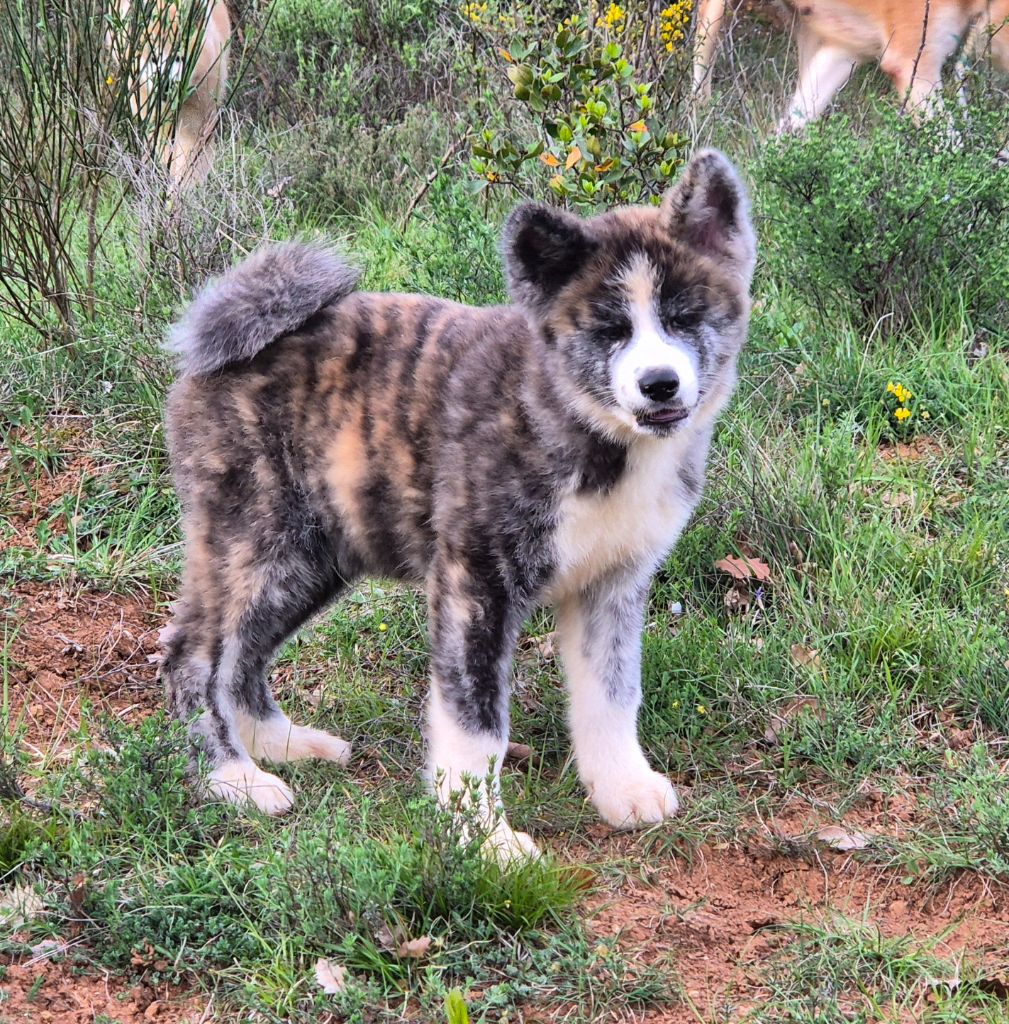 Des Terres Du Razès - Chiots disponibles - Akita