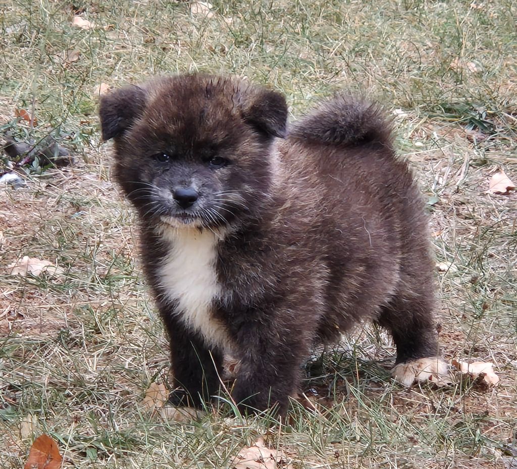Des Terres Du Razès - Chiots disponibles - Akita
